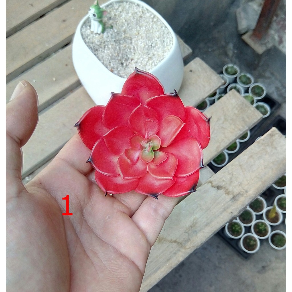 Cây hoa nhựa: mẫu sen đá đỏ lá to
