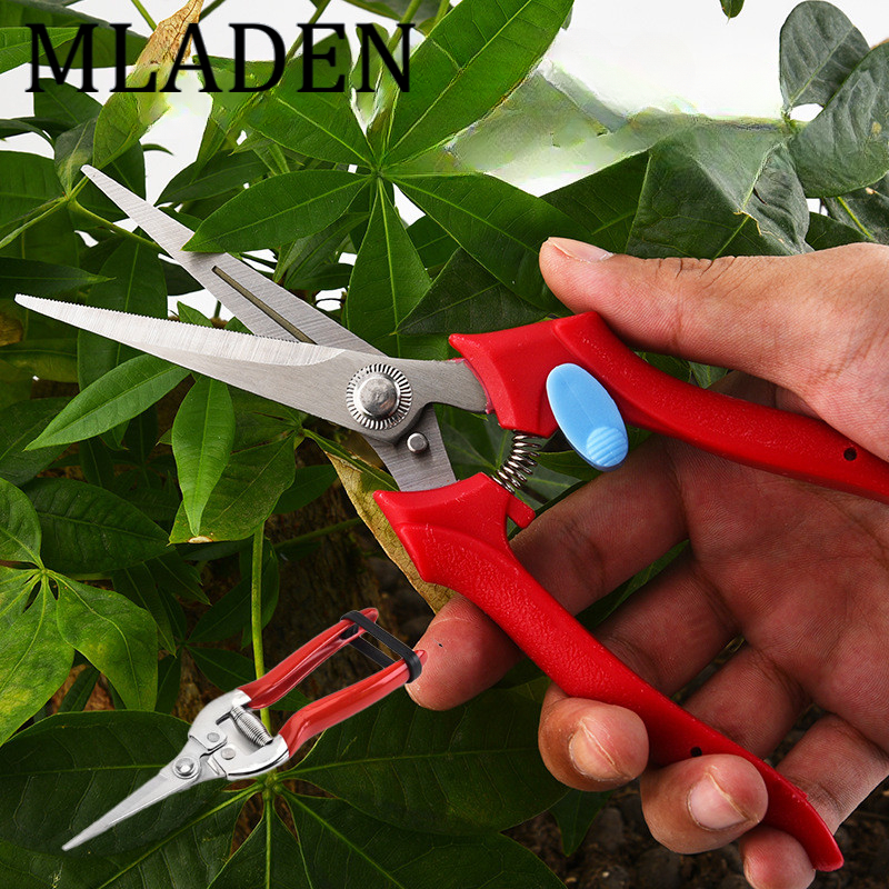 MLADEN กรรไกรตัดกิ่งดอกไม้ กรรไกรตัดกิ่งปลายแหลม ตัดเก็บผลไม้จากต้น ทำจากสแตนเลส กรรไกรตัดแต่งกิ่ง 1 ชิ้น ราคา 51 บาท*ส่งฟรี