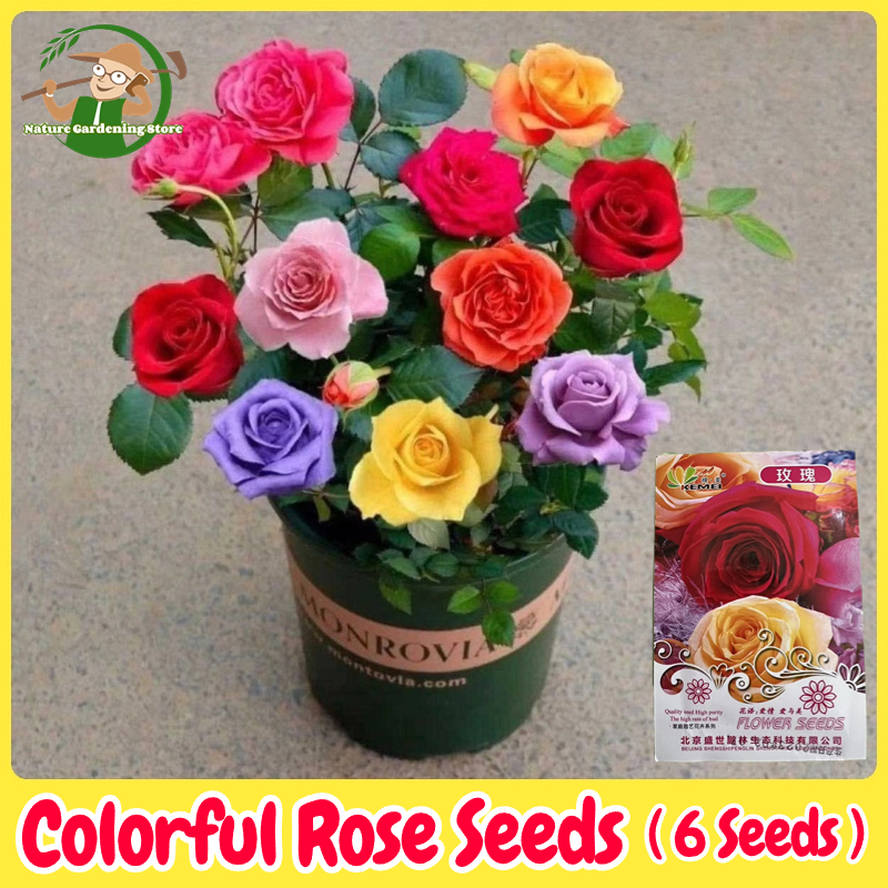 เมล็ดพันธุ์ ดอกกุหลาบ คละสี ดอกกุหลาบหลากสี บอนสี บรรจุ 6 เมล็ด Colorful Rose Seed Flower Seeds for Planting เมล็ดดอกไม้ บอนสีราคาถูก เมล็ดบอนสี ต้นไม้มงคล บอนไซ เมล็ดพันธุ์ดอกไม้ ไม้ประดับ พันธุ์ดอกไม้ ดอกไม้ปลูกสวยๆ แต่งบ้านและสวน ปลูกง่าย อัตรางอกสูง - ยี่ห้อ AmazeFan ราคา 38 บาท*ส่งฟรี