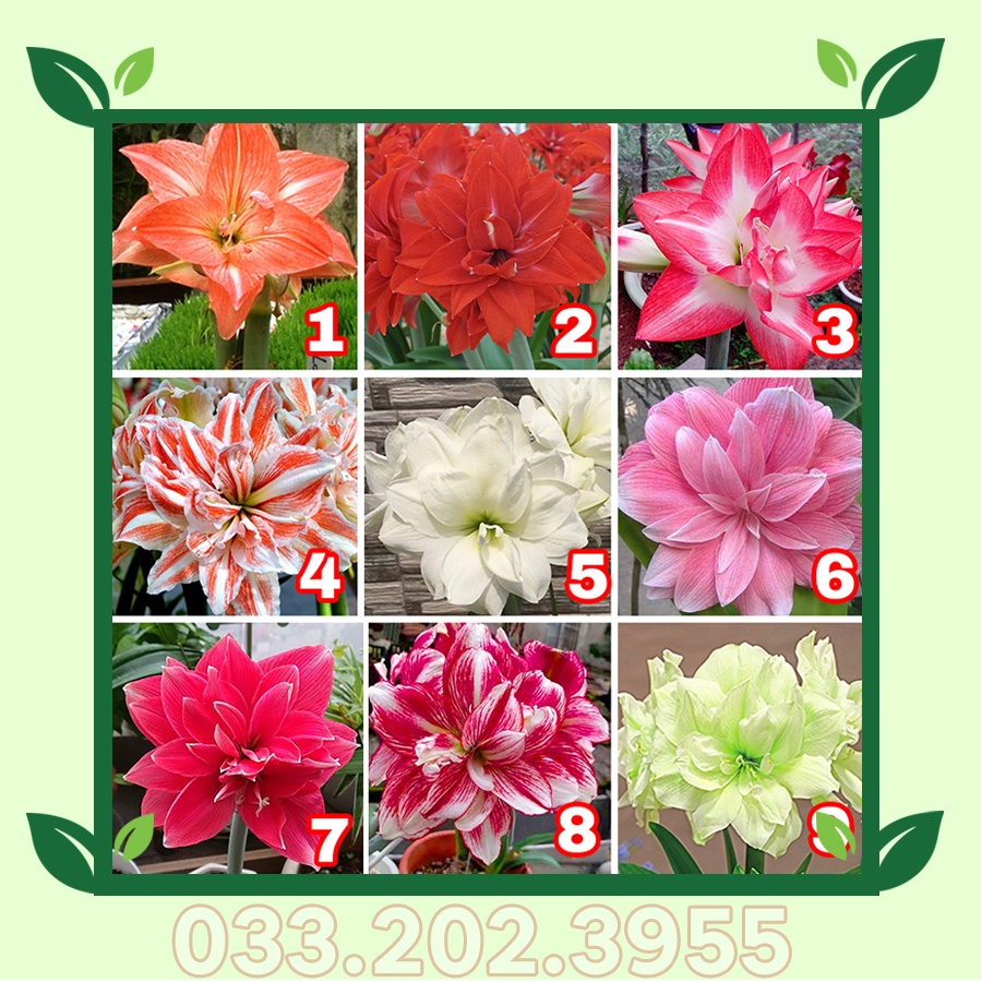 Củ hoa huệ tây cánh kép siêu to mua 10 tặng 7 củ nhỏ