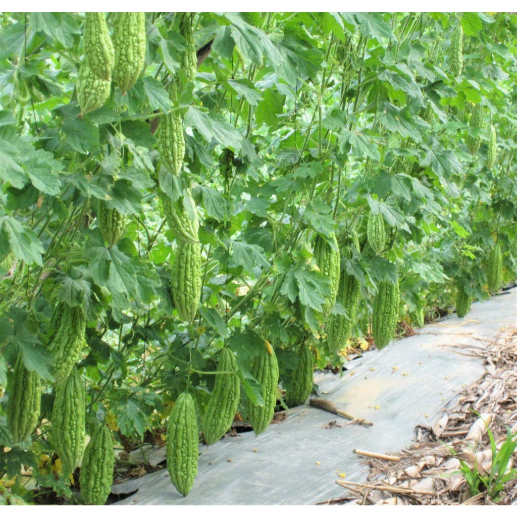 Hạt Giống Khổ Qua Lai F1 KILO 636 TÂN HIỆP THÀNH (GÓI 20G) - Cây phát triển mạnh, trái dài, cơm dày