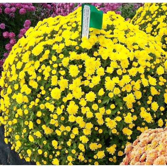 100h - hạt giống hoa cúc mini vàng f1 - giống hoa cảnh nhập khẩu