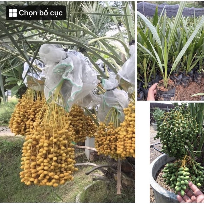 Cây giống chà là Nam Mỹ, cây giống Khoẻ dễ trồng