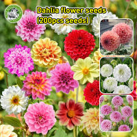 [Fast Germination/COD] High Quality Dahlia Flower Seeds - 100% Legit Mixed Multi Petals Dahlia Seeds for Sale Assorted Mixed Dahlia Flower Plants Bonsai Seed Indoor Flowering Plants Seeds Balcony Potted Dahlia Live Plant Airplants Garden Decor