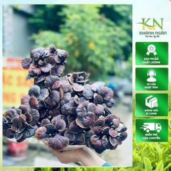 Nấm linh chi cổ cò chuẩn rừng tự nhiên Tây Bắc, Nấm linh chi trúc rừng. Dược liệu nấm linh chi đỏ, linh chi sừng hươu, nấm lim xanh