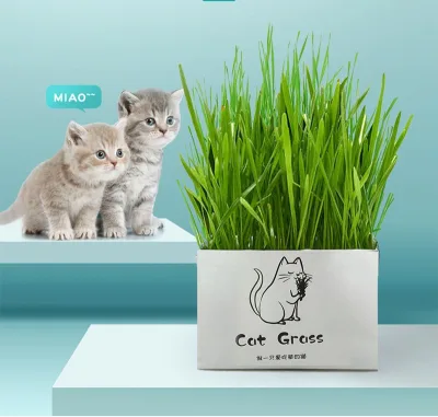 Natural Cat Grass Planting Kit DIY Cat Grass- Soil-less Fast Growing Wheat grass Planting Set for Hairball Control