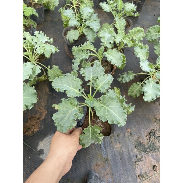 Cây giống cải Kale xoăn xanh, xoăn tím
