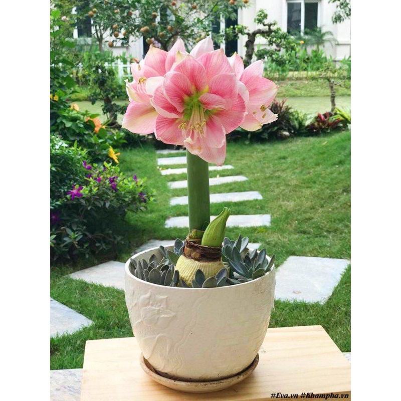 10 củ huệ cánh kép hoa tết kèm phân