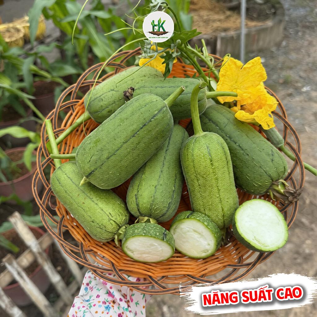 Hạt giống Mướp Táo F1 cao sản siêu thơm, ngon ngọt, dễ trồng, năng suất cao, trồng quanh năm - HK Seeds