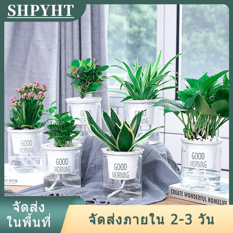 [COD] SHPYHT Ship within 24 hours หม้อดอกไม้โปร่งใส Self-watering พืชดอกไม้หม้อตกแต่งบ้านสวน ราคา 32 บาท*ส่งฟรี