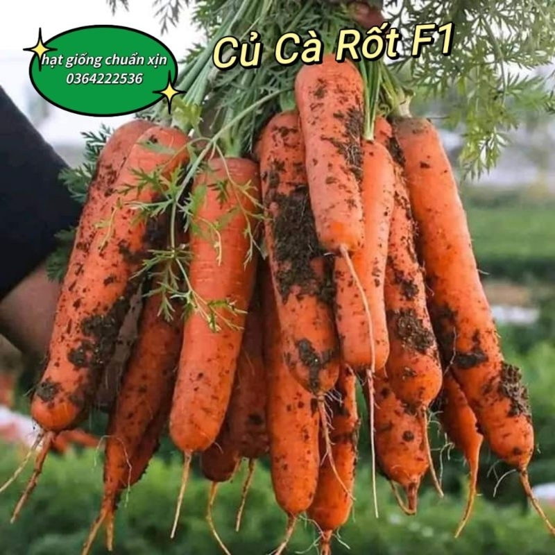 Hạt giống củ cà rốt ruột cam f1 sale lớn chất lượng cao