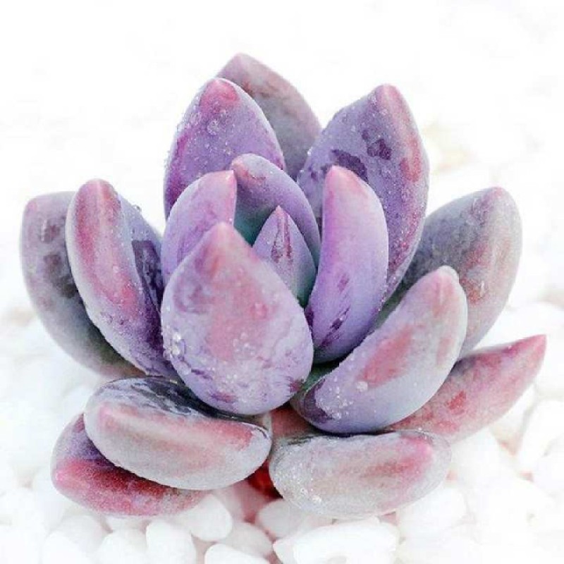 GPS X 90s Greenovation - Live Succulent - Pachyveria (Powder Puff) 霜之朝