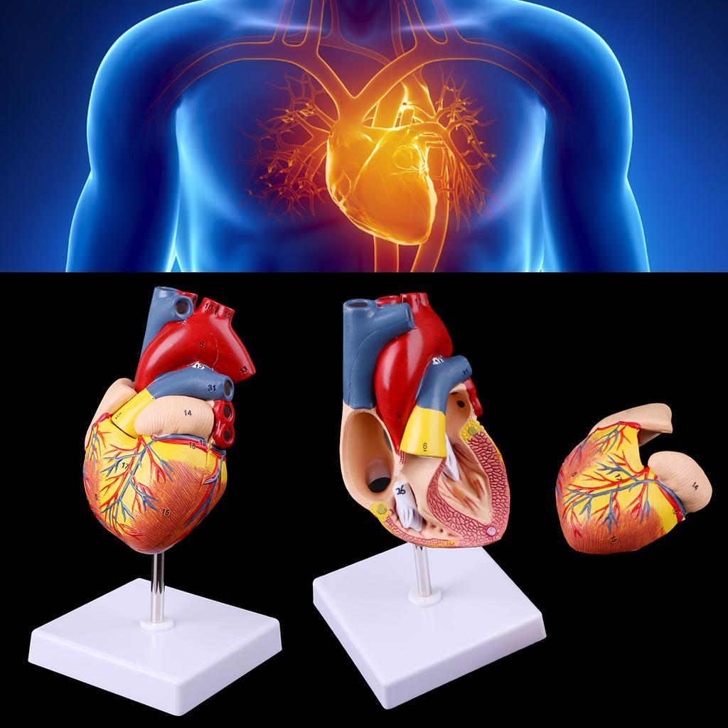 Giáo cụ y tế giải phẫu kiểu trái tim người giải phẫu tháo rời