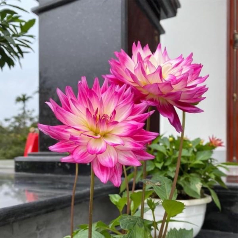 Củ hoa thược dược cánh sen giống mớihoa tết - Giống Hoa Cảnh Nhập Khẩu