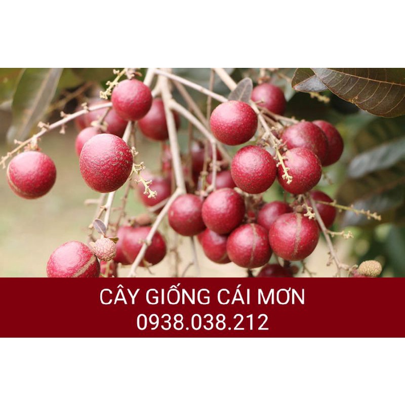 Cây giống nhãn xuồng tím