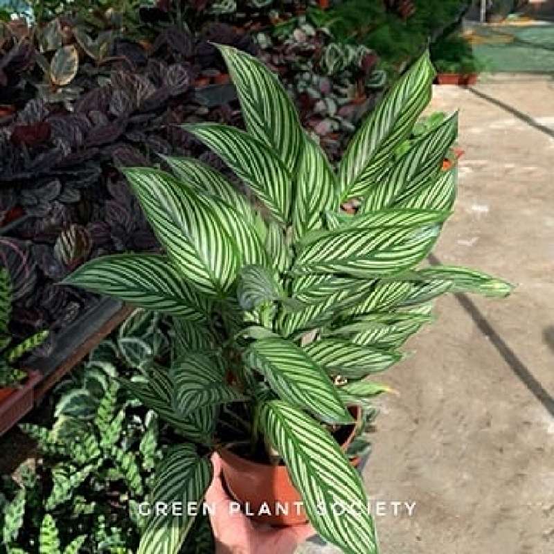 GPS X 90s Greenovation - Live Calathea - Vittata