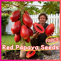 100% Legit High Yield Red Papaya Seeds Red Lady Dwarf Papaya Seeds for Planting Fruits (High Germination 10pcs) Fresh Bonsai Papaya Plant Seeds for Garden Sweet Papaya Potted Fruit Seeds Real Plants Red Lady F1 Papaya Seeds Fruit Bearing Tree Seedlings