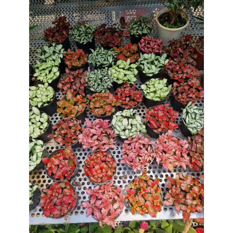 Chậu Cây cẩm nhung