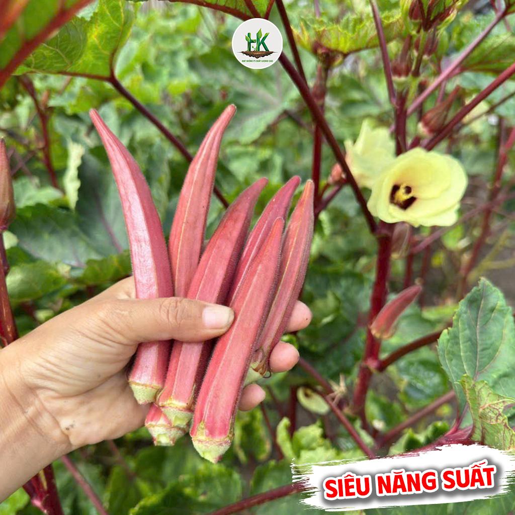 Hạt giống Đậu Bắp Đỏ F1 siêu trái, ăn giòn ngon, kháng sâu bệnh tốt, trồng quanh năm - HK SEEDS