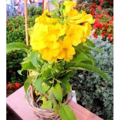 Bầu cây giống Hoa chuông vàng , hàng cây giống nhỏ gửi đi nguyên bầu , cam kết uy tín chất lượng