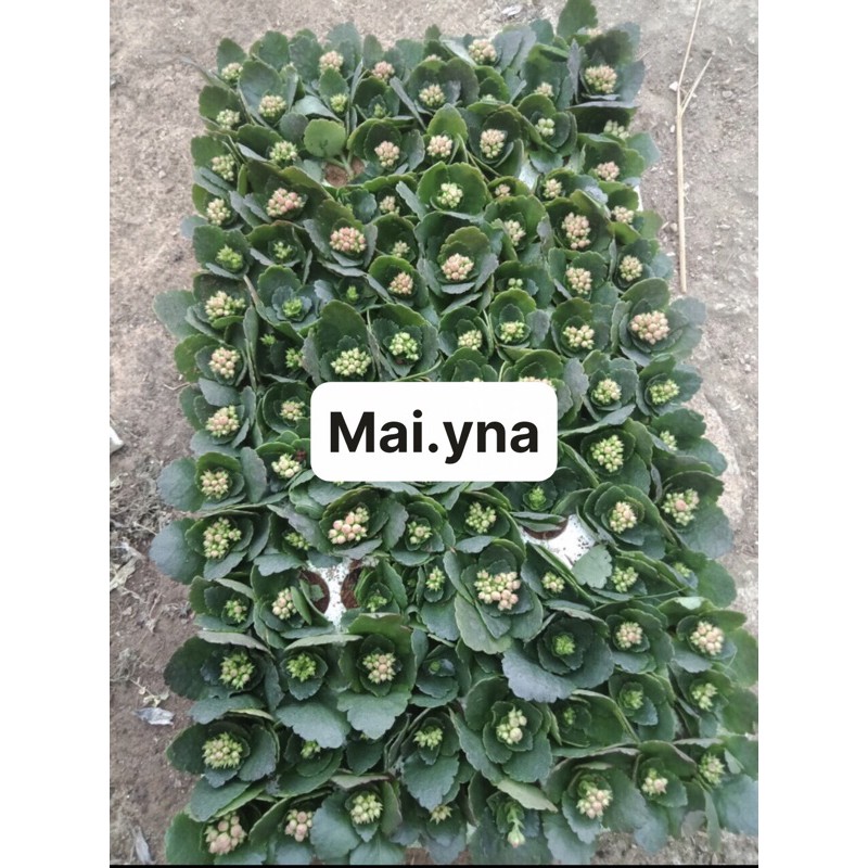 Cây hoa sống đời kép đang nụ