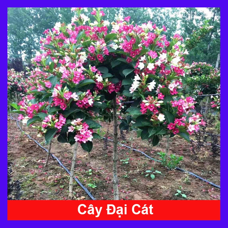 Cây Hoa Đại Cát - cây cảnh đẹp - caykiengsadec - Giống Tốt