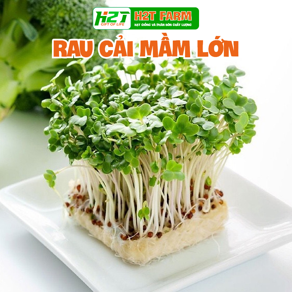 Hạt giống rau mầm cải ngọt - giòn, ngọt - h2t farm