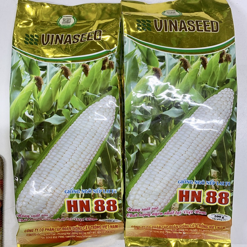 500gr - hạt giống ngô nếp lai f1 hn 88 - ngô nếp trắng dẻo ngon