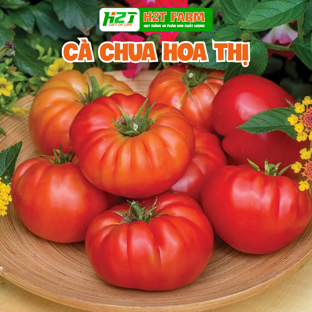 Hạt giống cà chua hoa thị - h2t farm