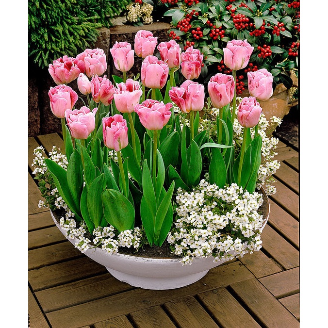 CỦ HOA TULIP HÀ LAN SIZE TO 6-7 CM NHIỀU MÀU (RA HOA SAU 20-25 NGÀY)- CỦ TULIP TRỒNG ĐẤT VÀ CÓ MẦM S