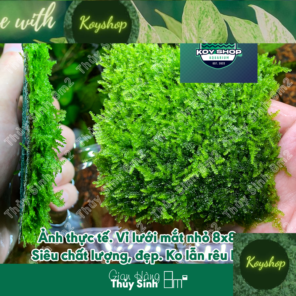 Rêu MiniTaiwan Mini Spinky Rêu Xmas Wepping Sing Thủy Sinh - Rêu Gắn Lũa Bonsai Trang Trí Hồ Tép - 1