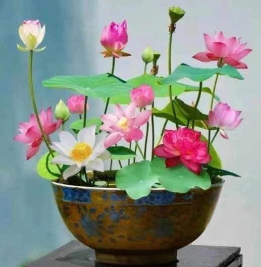 Gói 10 HẠT GIỐNG SEN NHẬT mini, sen lùn siêu xinh Hoang My food and beauty
