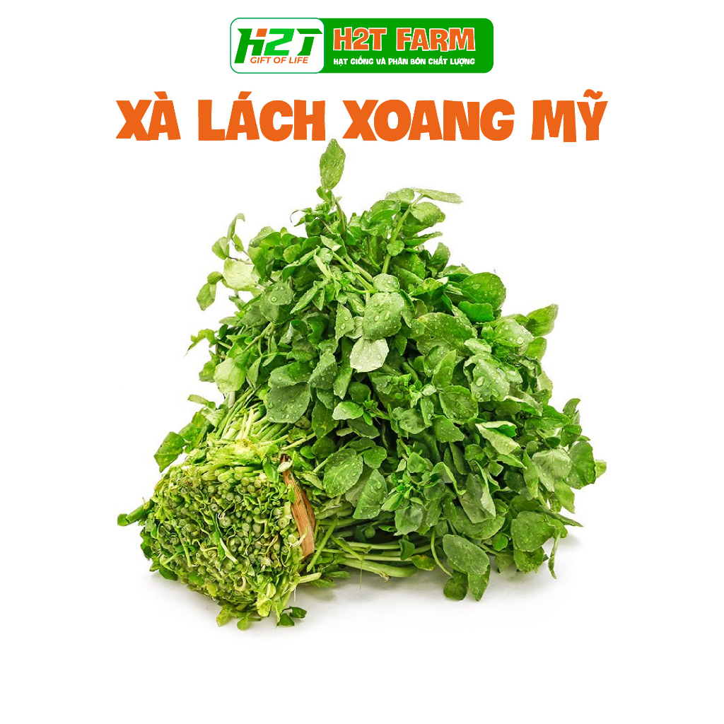 Hạt giống xà lách xoang mỹ - h2t farm
