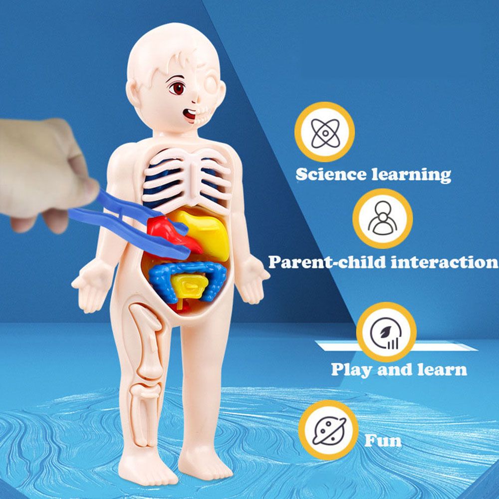 Mô hình da cấu tạo các lớp da trong cơ thể con người dùng giảng dạy