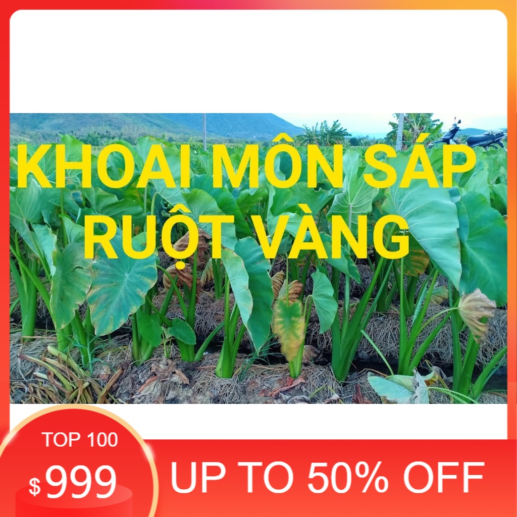 Cây giống khoai môn sáp lòng vàng dẻo của người Dao - cây giống