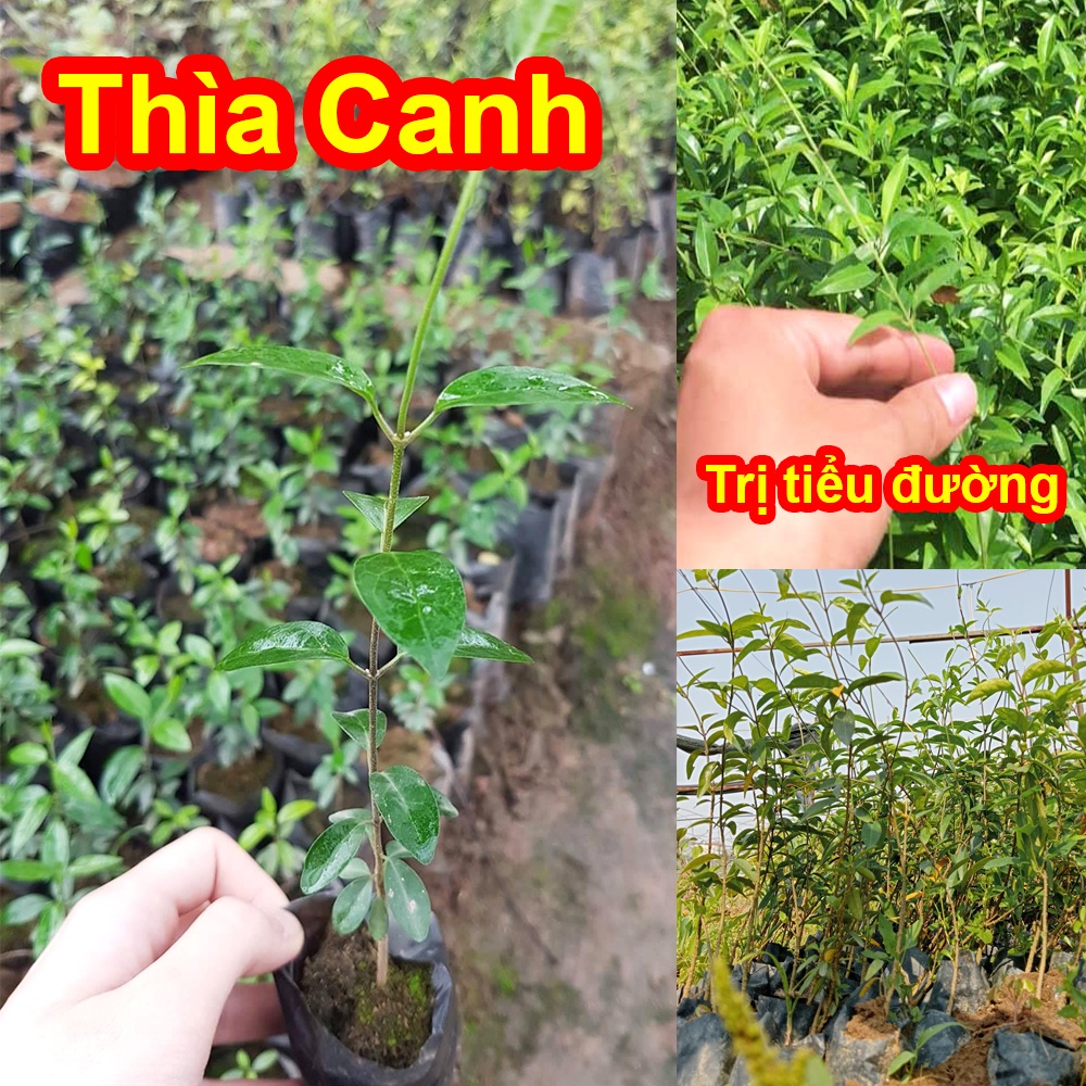 Cây thìa canh lá nhỏ - shop quỳnh nga