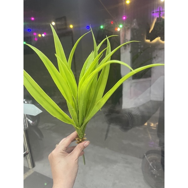 cụm lá dứa