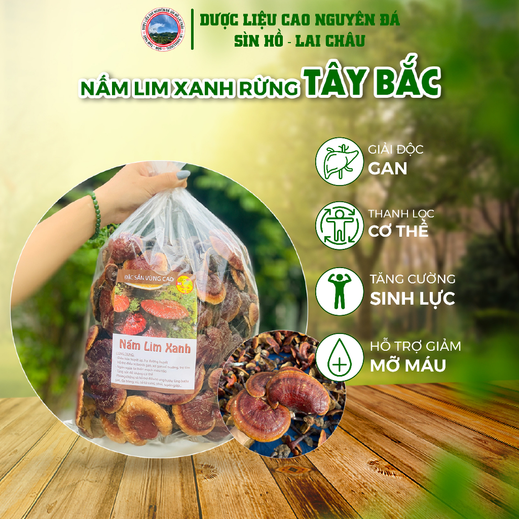 Nấm lim xanh rừng Tây Bắc nấm lim rừng hỗ trợ bệnh ung thư, bệnh gout , bệnh gan