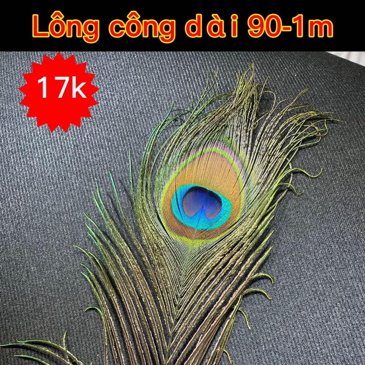 Combo hoa lông công loại vừa 17k