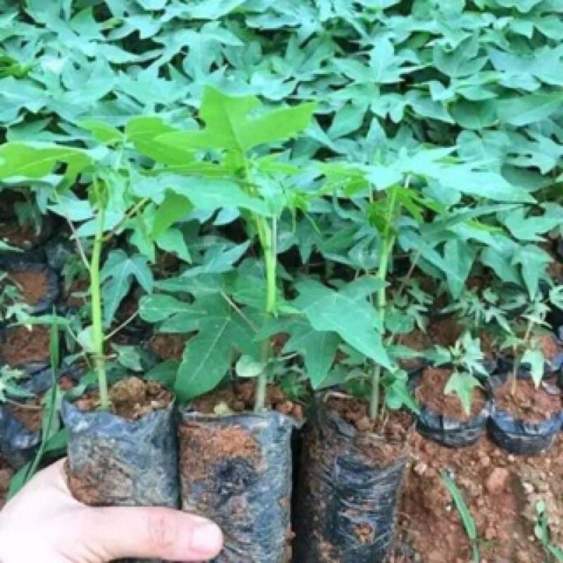 combo 5 cây đu đủ đực siêu hoa, cây giống đu đủ