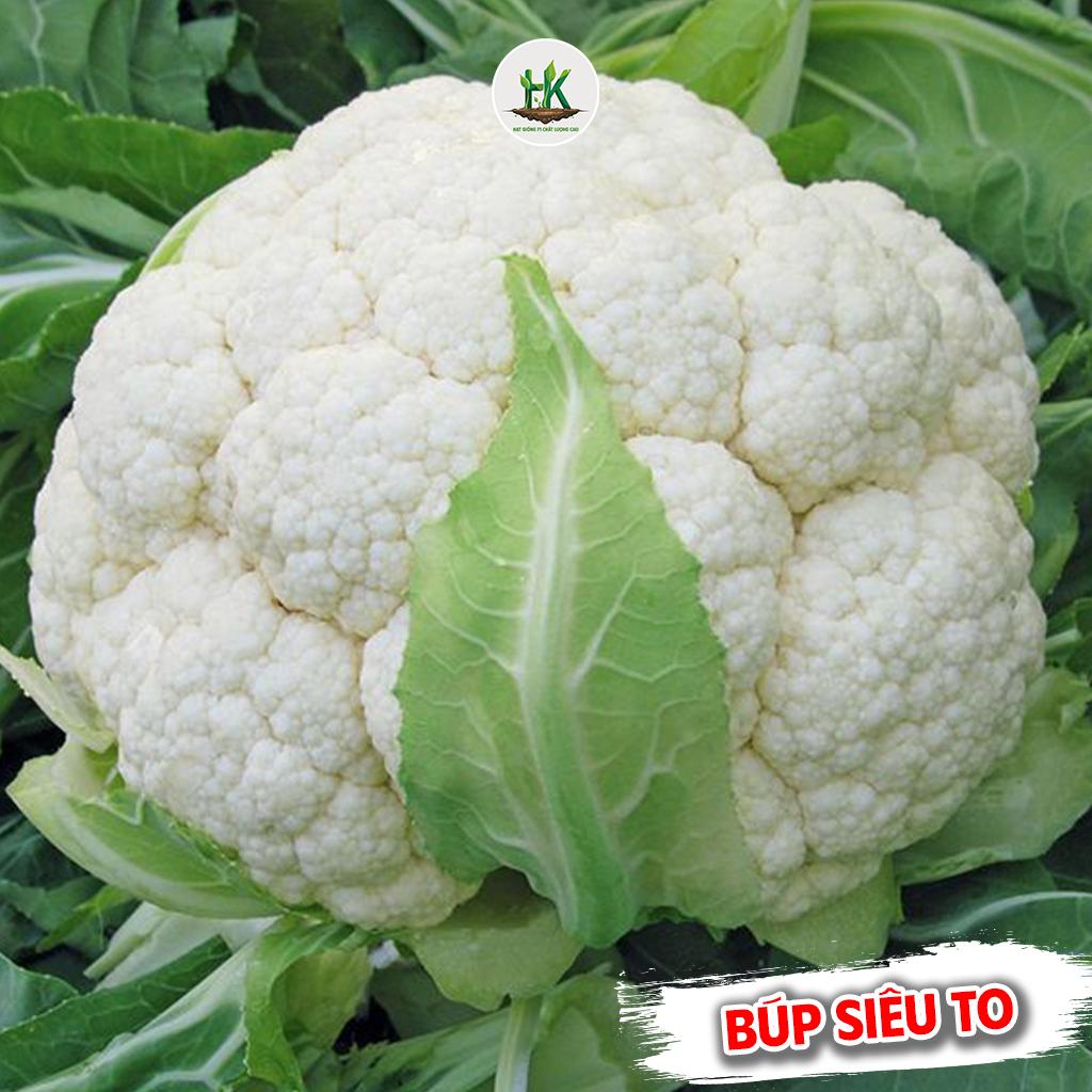 Hạt giống Súp Lơ Trắng (Bông Cải Trắng) F1 giàu dinh dưỡng, cây phát triển mạnh, trồng quanh năm - HK SEEDS
