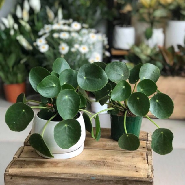 Cỏ đồng tiền giống mới-cây cỏ gương