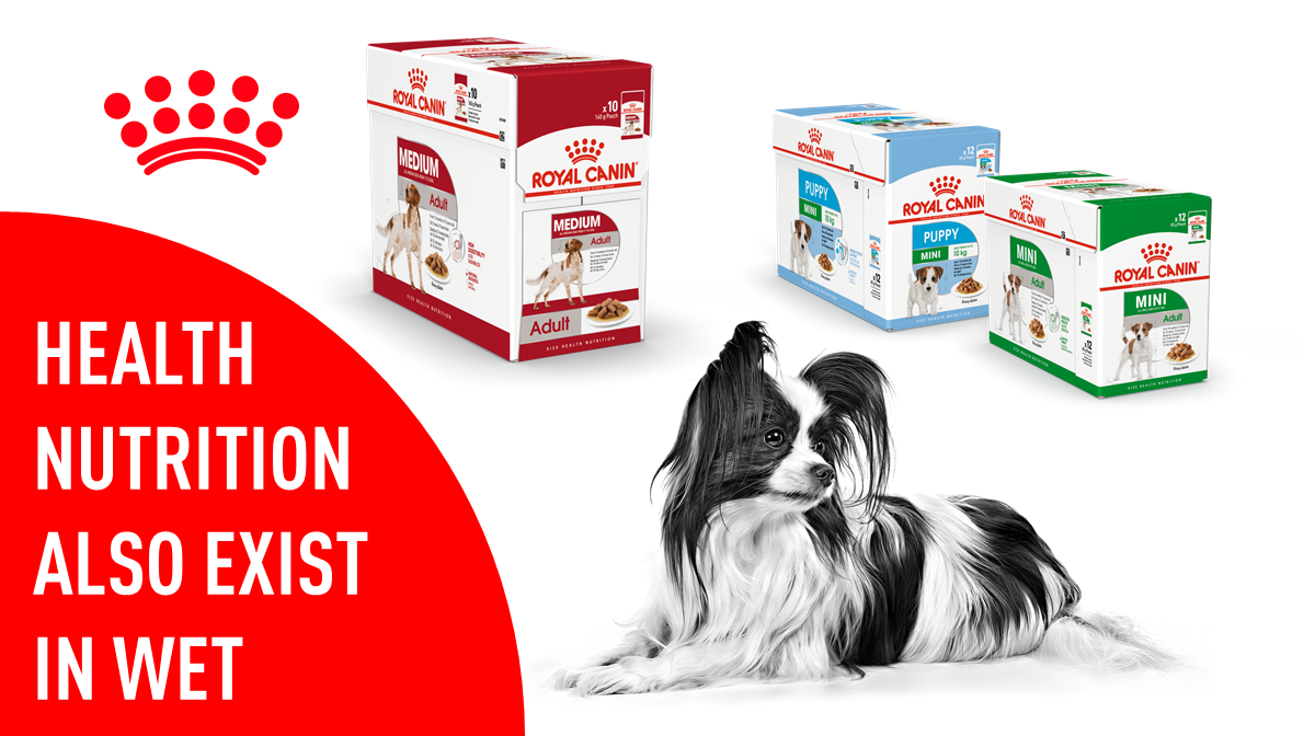 royal canin papillon