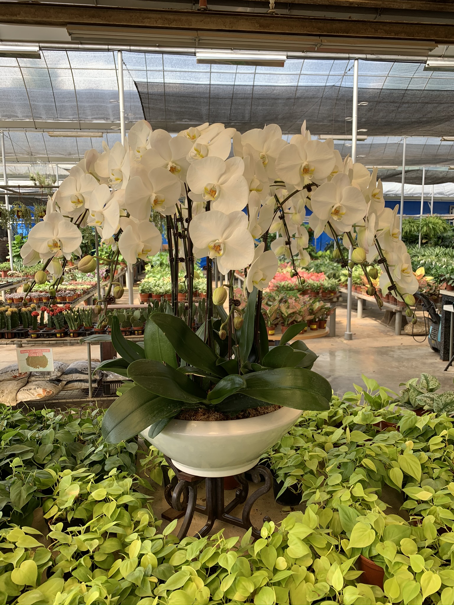 Phalaenopsis Orchids In White Ceramic Pot With Stand Lazada Singapore