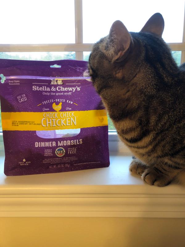 chewy cat food dry