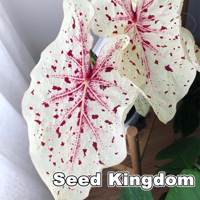 Shop online with Seed Kingdom now! Visit Seed Kingdom on Lazada.